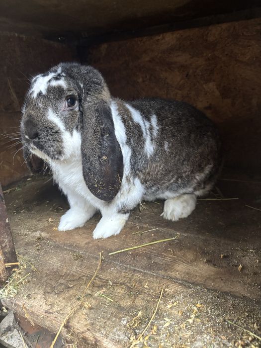 Mascul berbec german