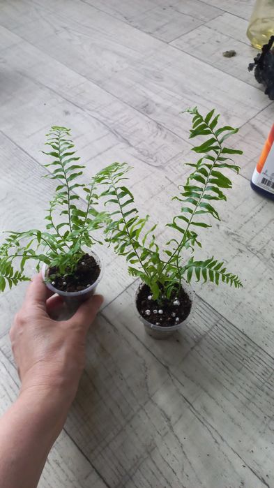 Комнатные растения.