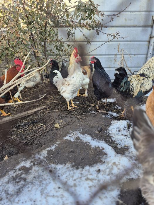 Продам петухов домашних