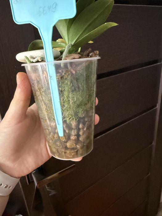 Орхидея фаленопсис