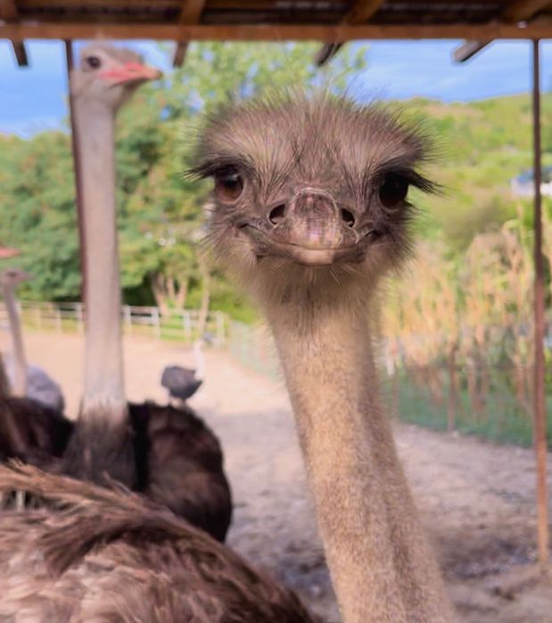 Pui de Struț negru african