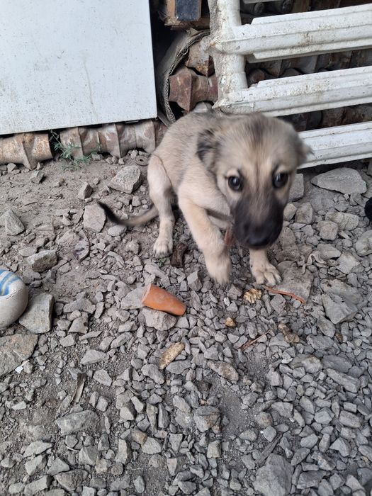 Щенок в добрые руки