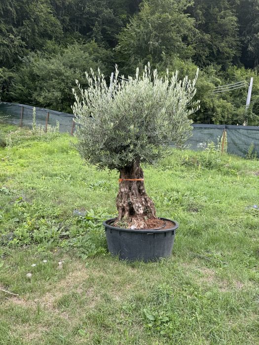 Maslini seculari ( centenari - batrani ) bonsai din maslin etc