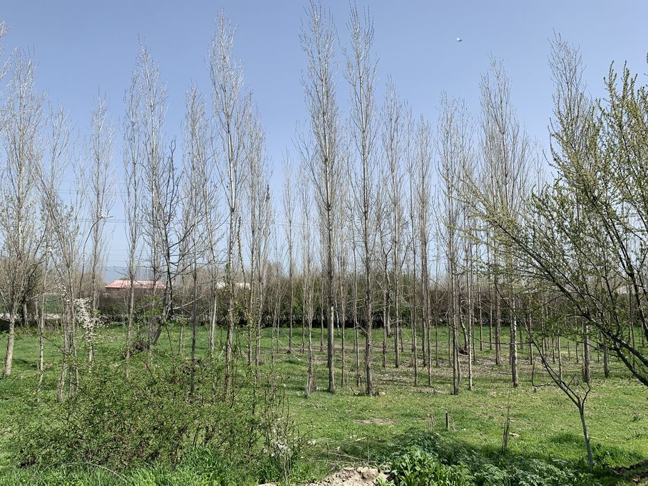 Йер 15 сутик сотилади