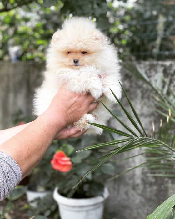 Померан мини