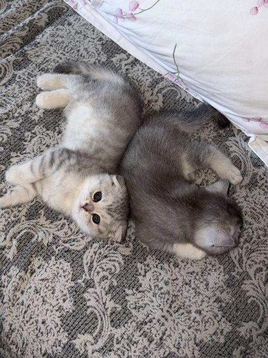 Mushukchalar котята