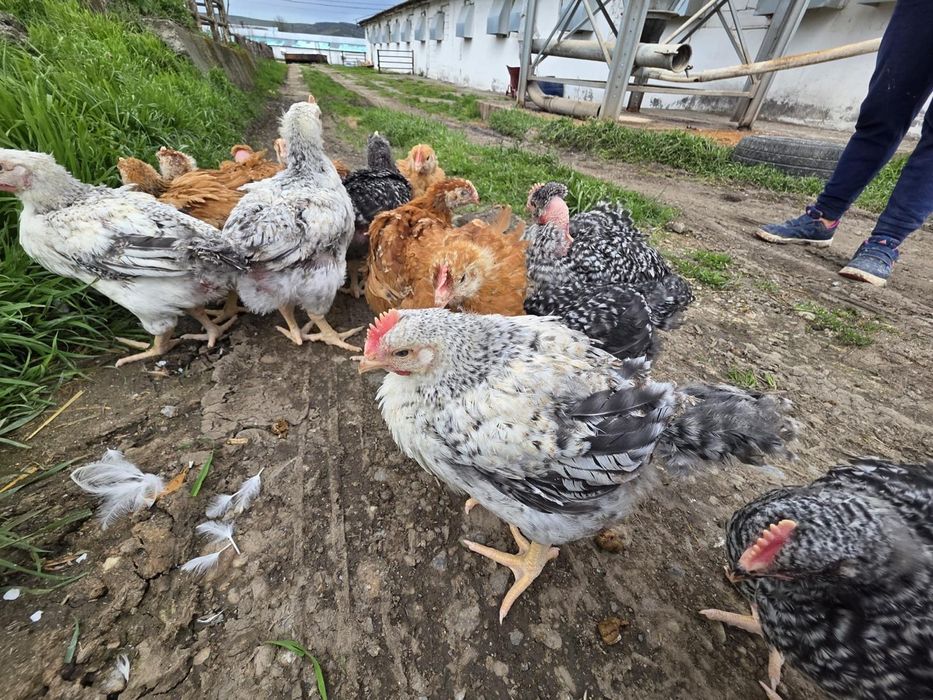 Pui alb de carne și rasa mixta