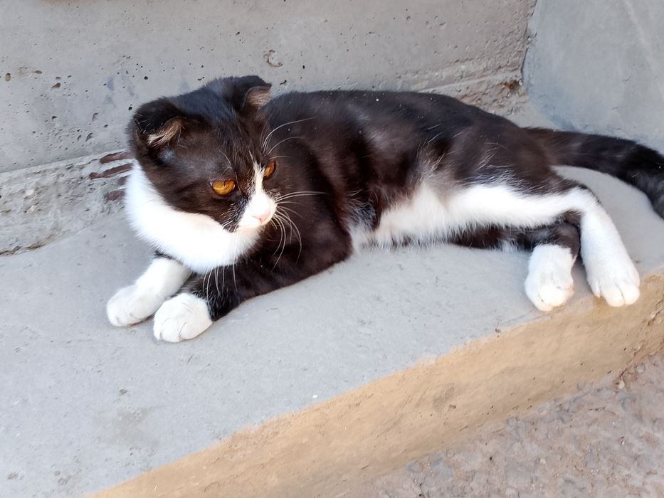 Отдам кошку в добрые руки