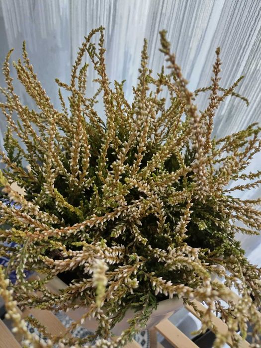 красиво непретенциозно стайно растение