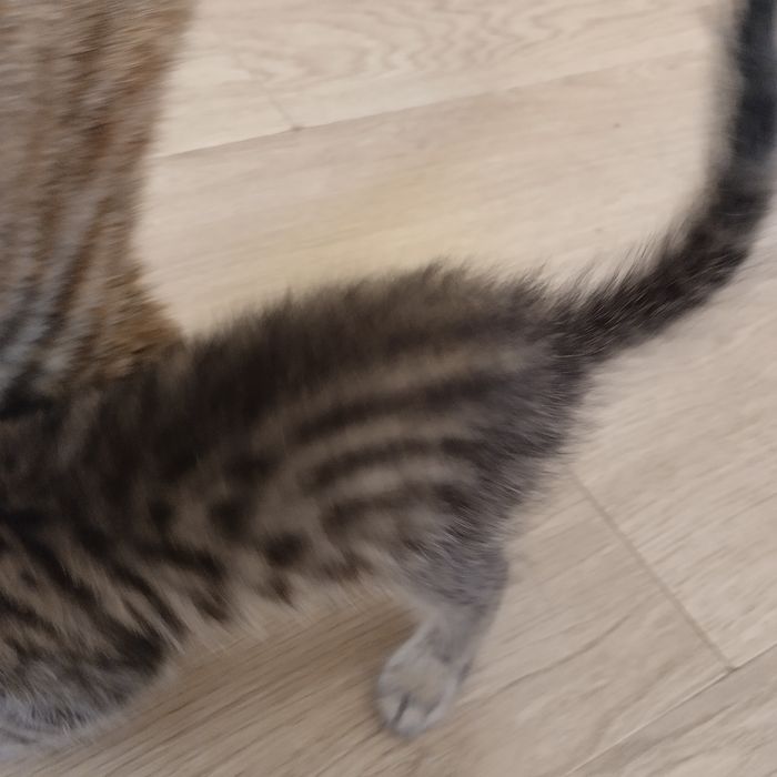 Котенок мальчик полосатый серый