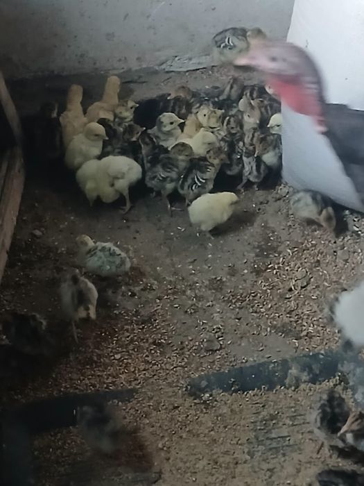 Индюшата продам хороший