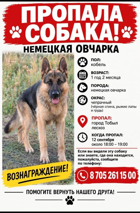 Пропала      собака