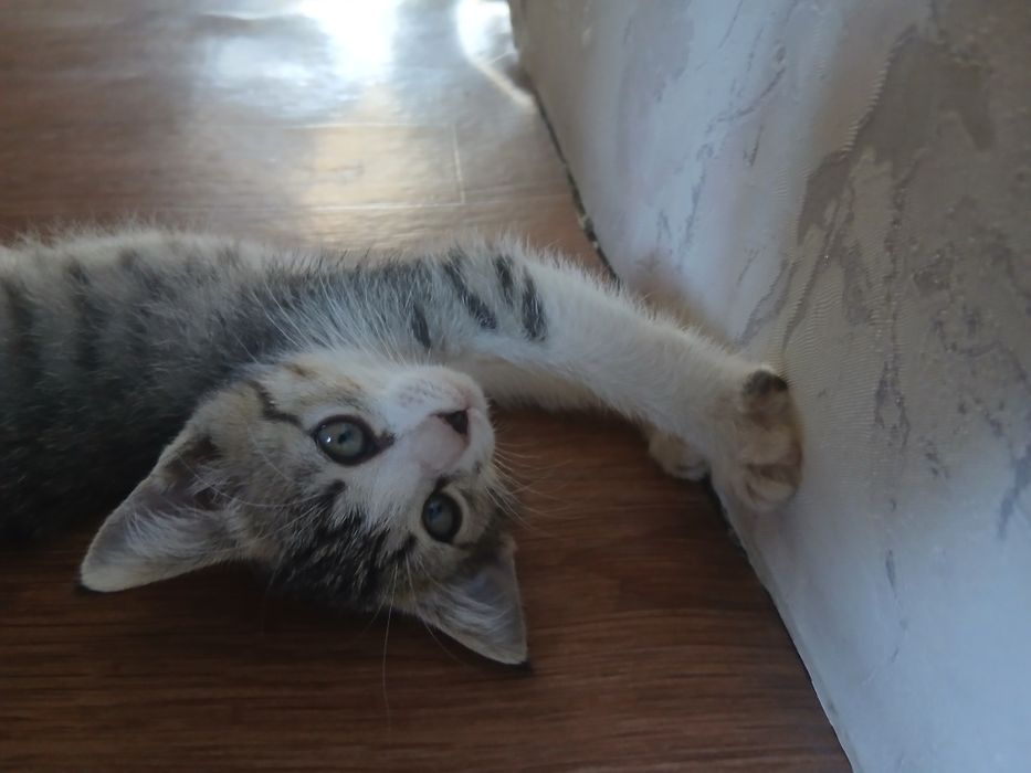Кошка 3 месяца девочка