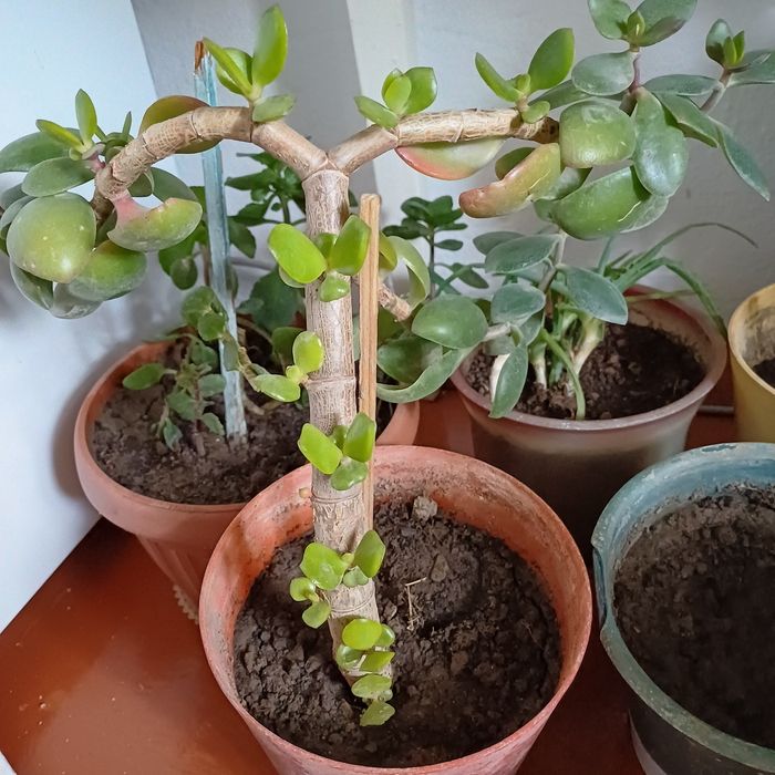 Алоэ,денежное дерево,Лилия.