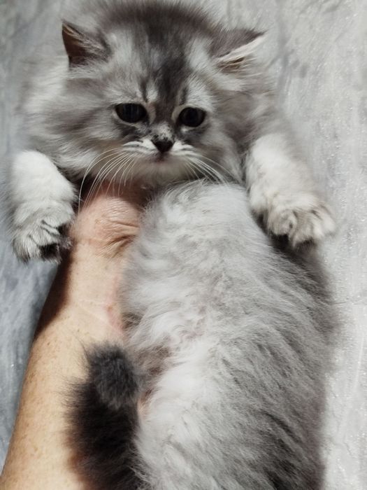 Хайленд страйт котята