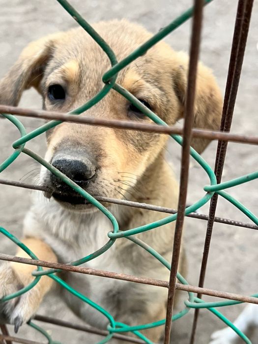 Щенки бесплатно