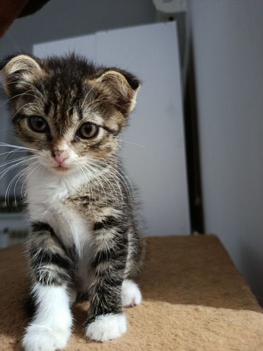 Котёнок весловуха 1 месяц