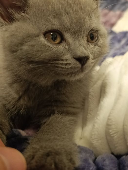 Guruh jinsiy aloqa vintage gravürlari