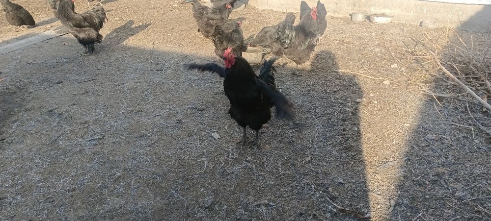 Яйцо для инкубаций