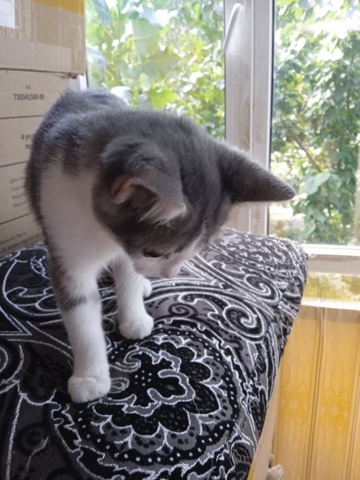 Отдаем катят в добрые руки