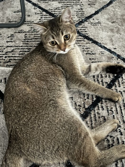 Кошка для вязки срочно