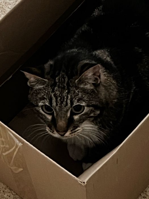 Отдам кота барашка в добрые руки