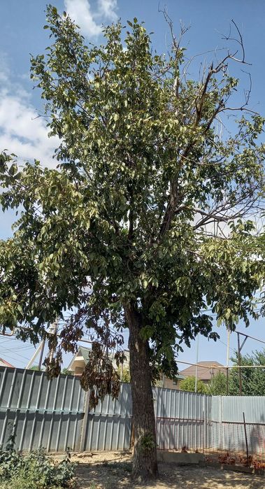 Ореховое дерево.