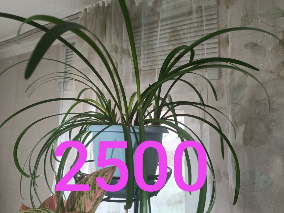 Не дорого продам цветы