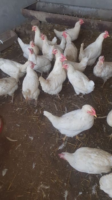 Товуклар пародал