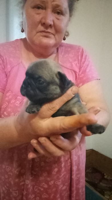 Щенки французского бульдога