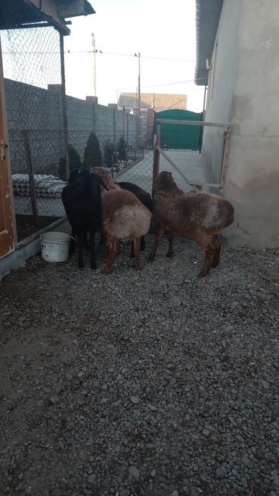 4 бас қошқар сатылады