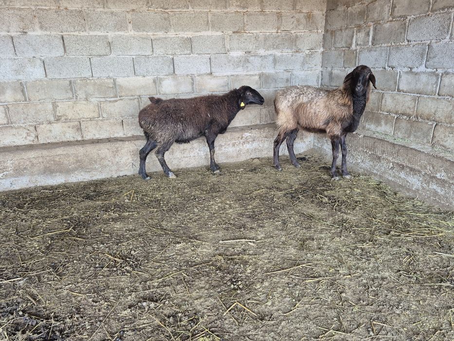 Кой саулык қой саулық