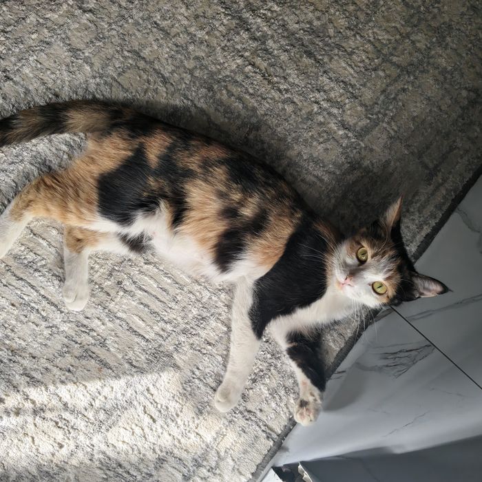 Отдам двух котёнок