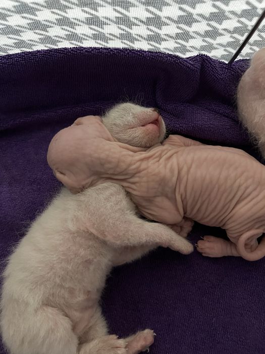 Готовятся к продаже котята сфинска