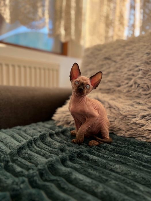 Motan Sphynx de vânzare