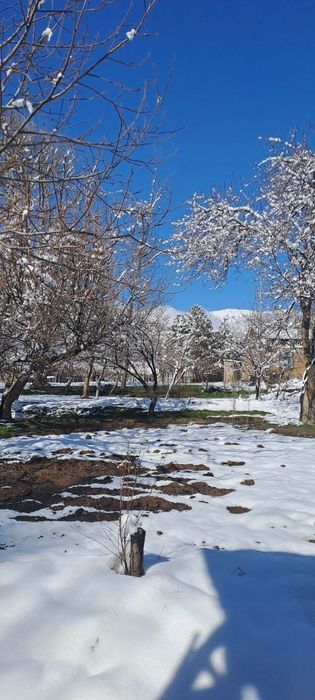 Октошда далаховли учун жуда мос 12 сути жой сотилади