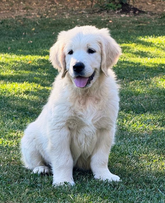 Pui Golden Retriever