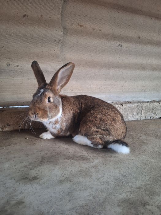 Кролик Самец  Микс