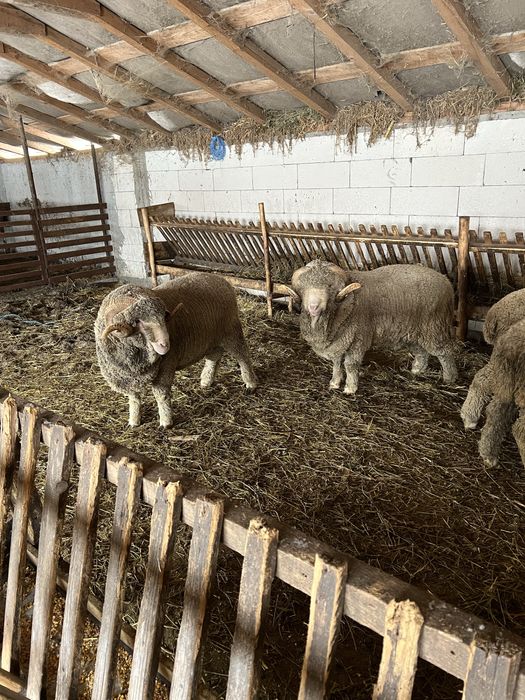 Vand  2 berbeci merinos miori