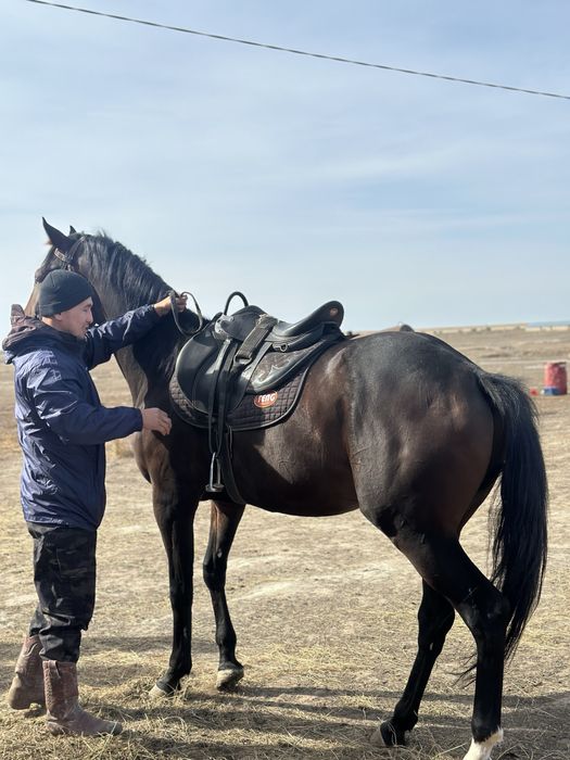 Айғыр 3 жасар Англо-Буден