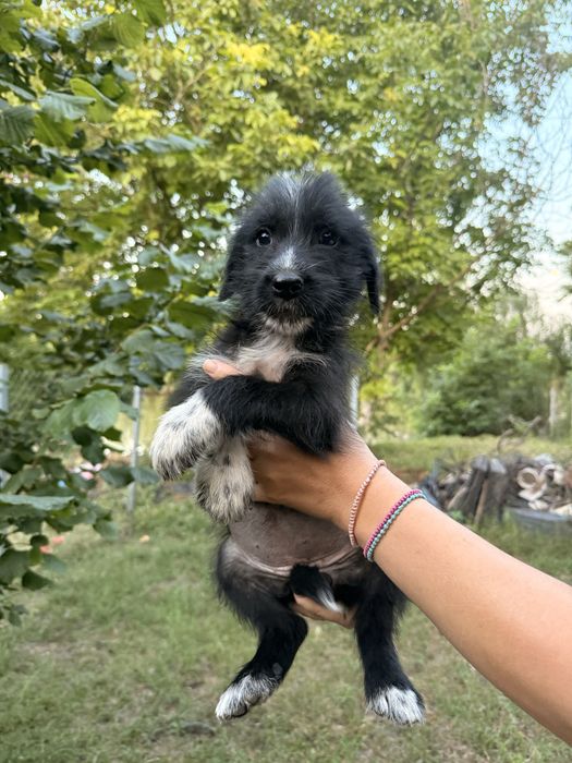 Catelusi pentru adoptie.
