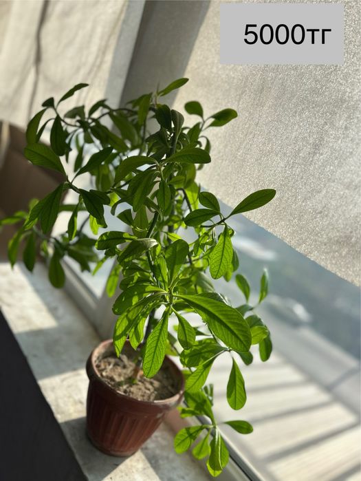 Красивве цветы для дома и офиса