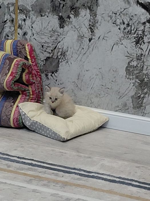 Котенок Мальчик 1,5 месяца
