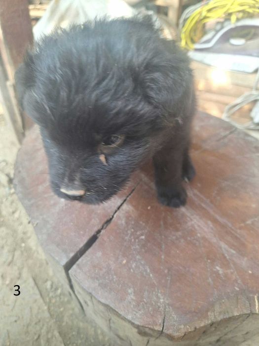 Catelusi Donatie