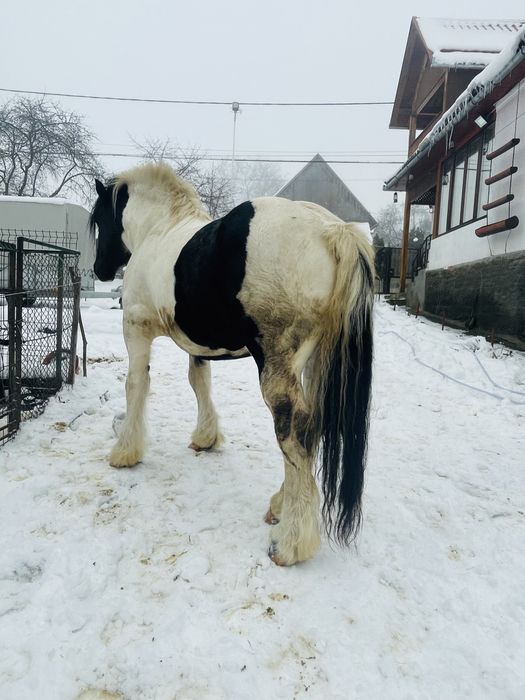 Armasar de monta,posibil si de vanzare