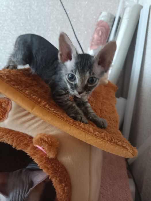 Продам котят донского сфинкса.