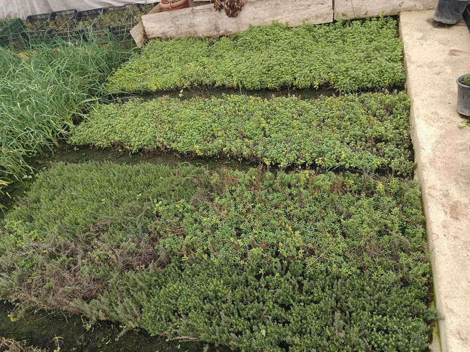 plante aromatice perene