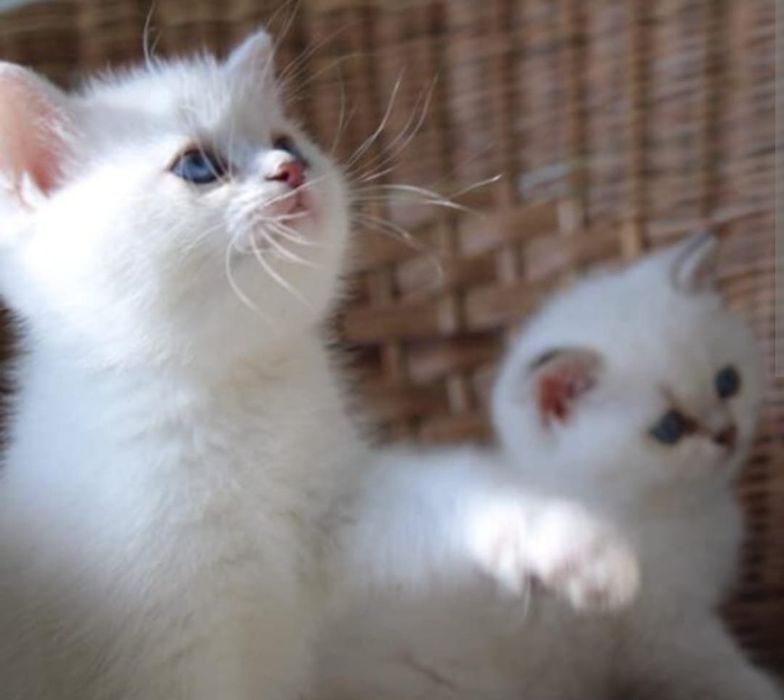 Кошечка и котик БриТанСкие