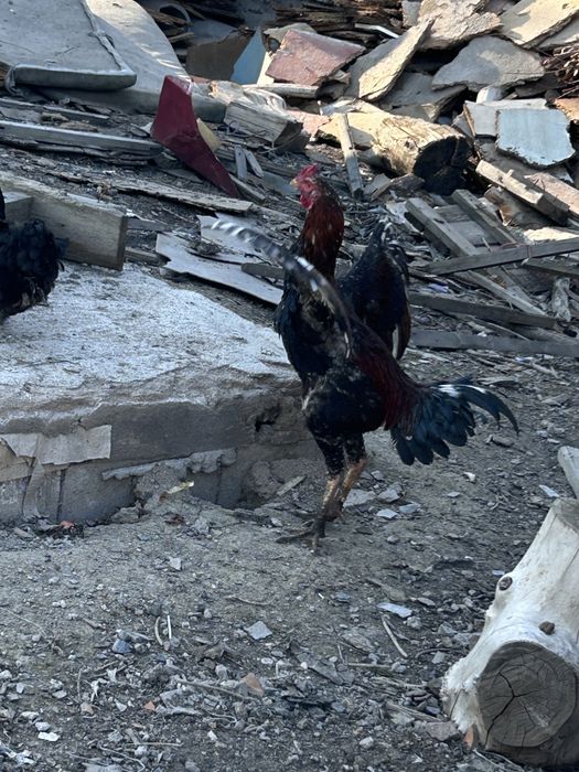 Продам бойцовского петуха