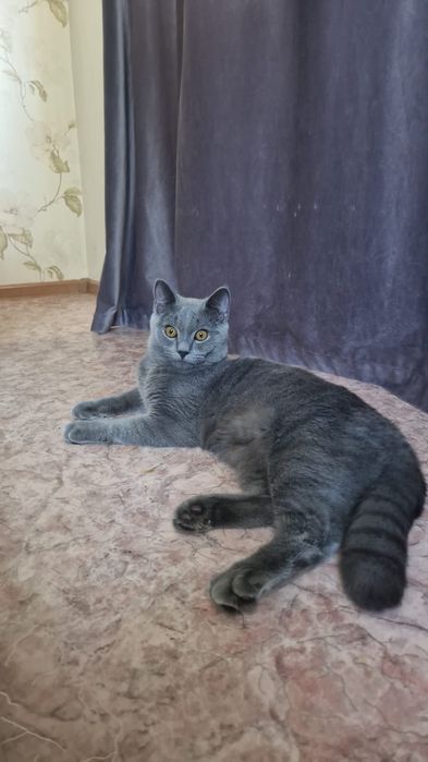 Веслоухий шотландец ищет кошку